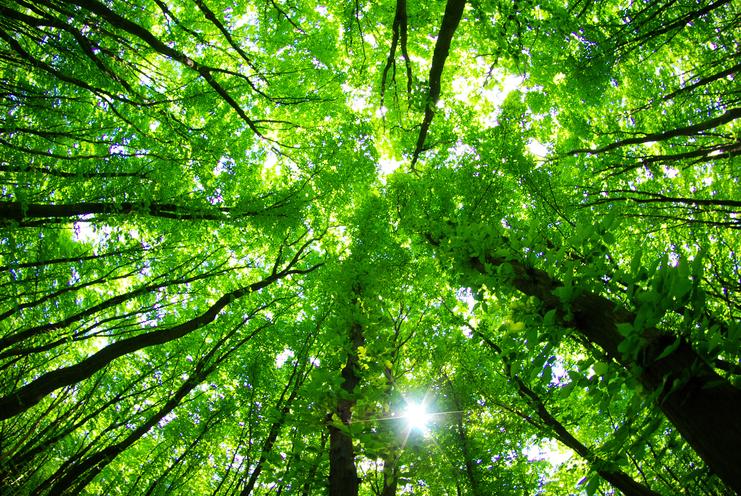 Blick durch ein Walddach mit leuchtend grünen Blättern und Sonnenstrahlen, die zwischen den Bäumen hindurchscheinen.